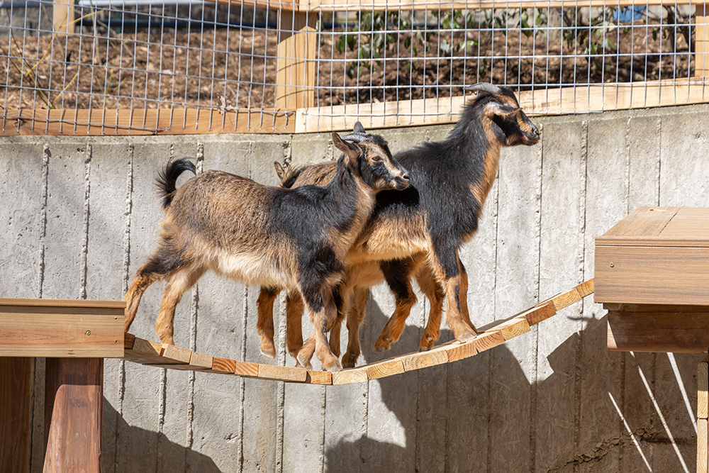 Two goats crossing a bridge made out of ProWood treated lumber.